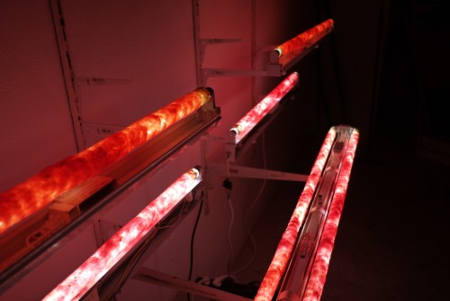 Antoine Renard - in vitro study