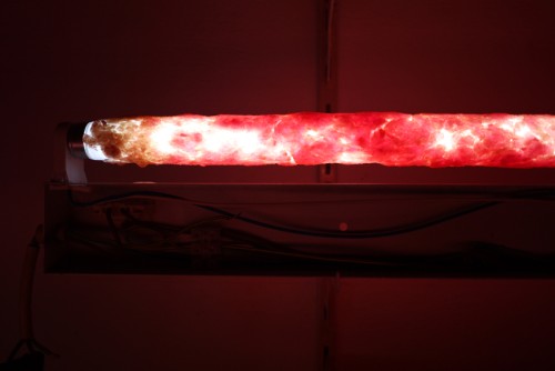 Antoine Renard - in vitro study