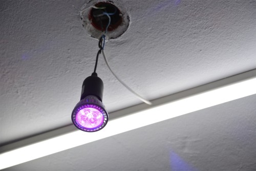 Antoine Renard - Jurassic Haze