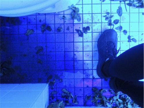 Antoine Renard - Jurassic Haze