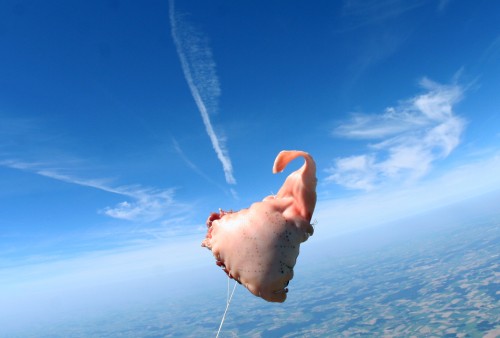 Antoine Renard - meatdrop experiment