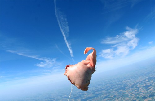 Antoine Renard - meatdrop experiment