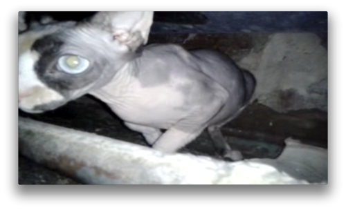 Antoine Renard - topological bath