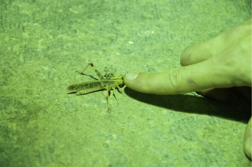 Antoine Renard - ZYTHUM